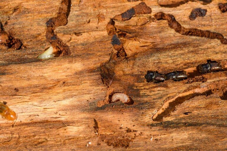 Se débarrasser des termites : méthodes efficaces, prévention et conseils experts