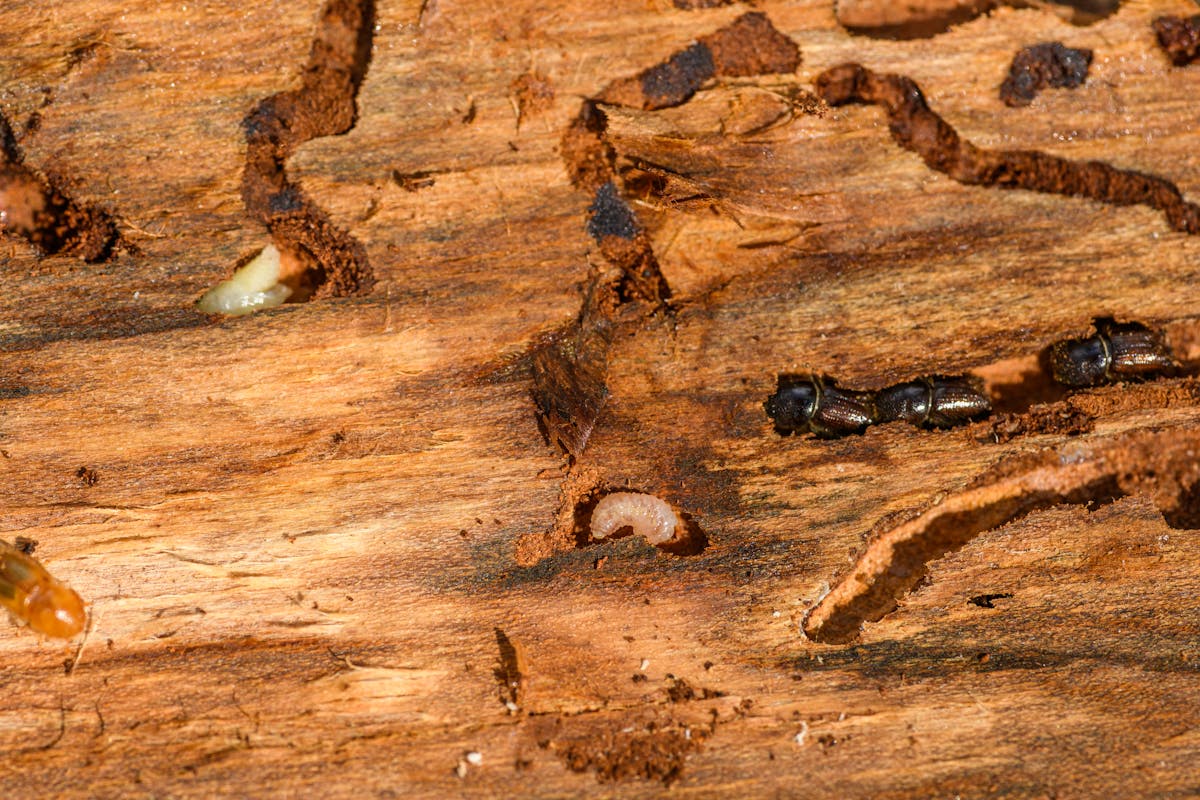 Se débarrasser des termites : méthodes efficaces, prévention et conseils experts
