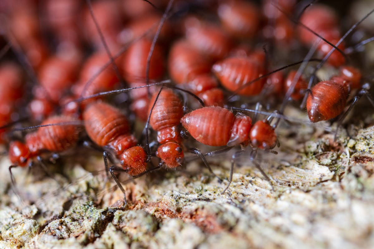 se débarrasser des termites - Les risques et conséquences d’une infestation de termites