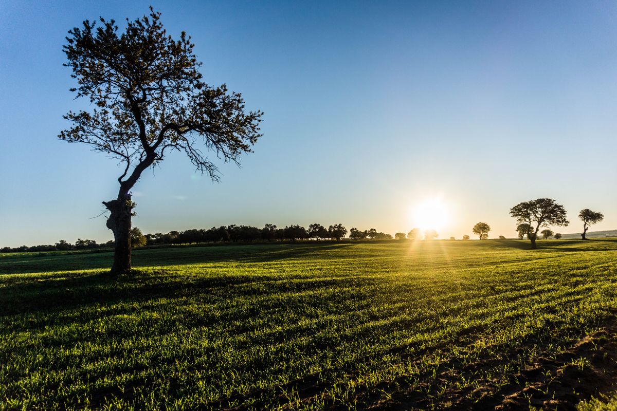 Bail rural : durée, loyer et renouvellement - Comprendre le fonctionnement du bail rural